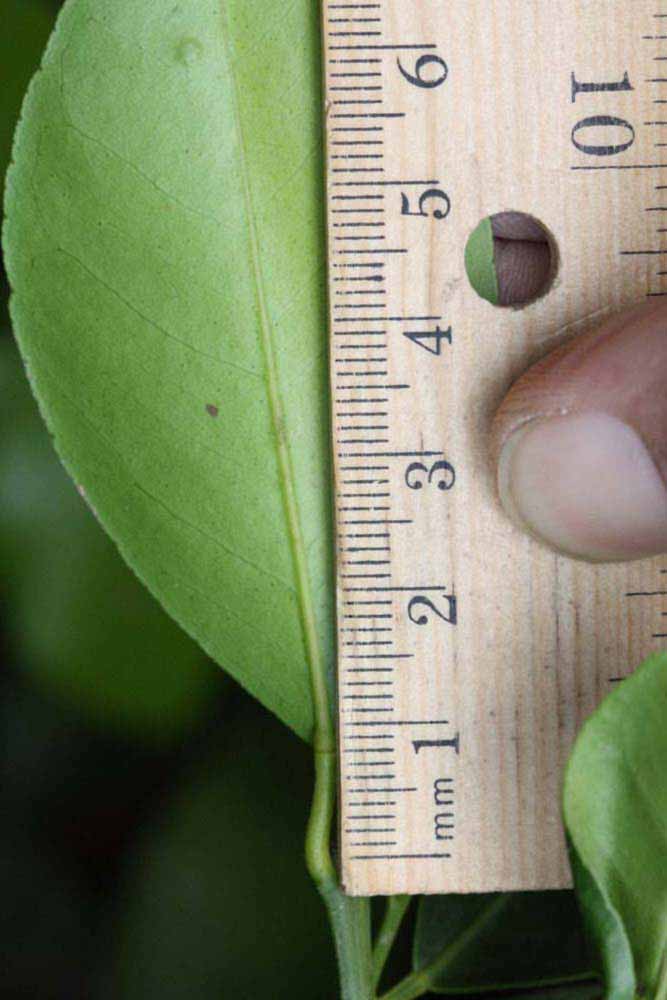              Unifoliolate leaf (Winter Haven, FL)       